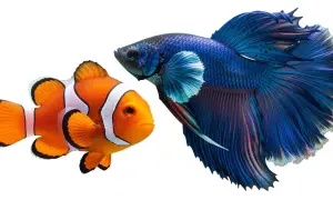 Pomarańczowa ryba nemo i błękitny bojownik z bujną płetwą, jakby tańczyły razem.