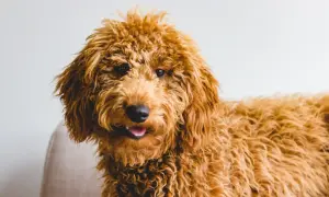 Uroczy, kudłaty piesek rasy Goldendoodle, z puszystą, rudą sierścią, wygląda jak żywy doodle pies.