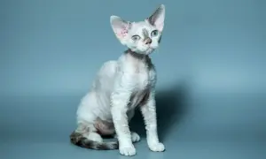 Siedzący biały kot rasy Devon Rex z niebieskimi oczami i charakterystyczną, falistą sierścią na szarym tle.