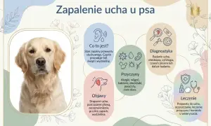 Golden retriever z zapaleniem ucha. Infografika opisuje objawy, przyczyny, diagnostykę i leczenie zapalenia ucha u psa.
