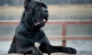 Potężny, czarny pies rasy cane corso, największy przedstawiciel tej rasy, opiera się o drewniane pnie.