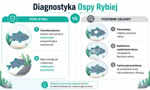 Ospa rybia: drobne białe kropki jak ziarenka soli, ryby ocierają się o dekoracje. Podobne objawy: pleśniawka, nadmierny śluz, pęcherzyki powietrza.