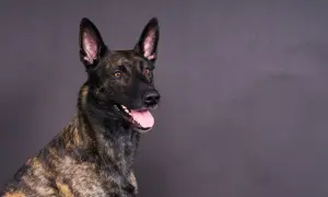 Portret psa rasy malinois z pręgowanym umaszczeniem, z otwartym pyskiem i wystawionym językiem.