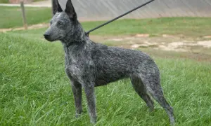 Australian Cattle Dog na smyczy stoi na trawie.