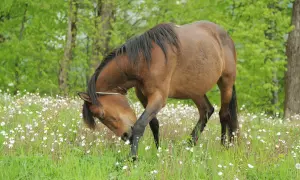 Brązowy koń pochyla głowę, skubiąc trawę wśród kwitnących polnych kwiatów. Wygląda na zdrowego, choć czasem nawet zdrowy koń może mieć pasożyty.