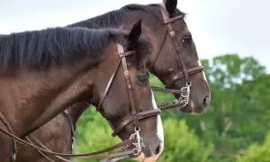 Dwa konie w brązowych rzędach, z widocznym munsztukiem, na tle zieleni.