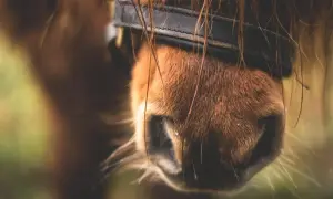 Brązowy koń w rzemiennej uzdzie, gotowy do najszybszego biegu konia. Włosy mokre od potu, wiatr rozwiewa grzywę.