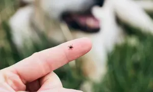 Mały kleszcz ze skrzydłami siedzi na palcu, podczas gdy w tle widać rozmytego psa.
