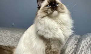 Ragdoll z niebieskimi oczami siedzi na łóżku, patrząc w górę.