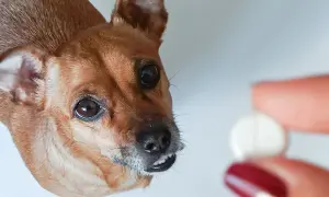 Mały piesek patrzy na tabletkę. Czy to paracetamol dla psa?