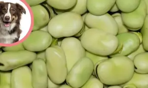 Czy pies może bob? Zdjęcie przedstawia psa i fasolę.