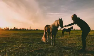 Zachód słońca na łące, gdzie dziewczyna głaszcze konia. Może szuka inspiracji na imiona dla koni?