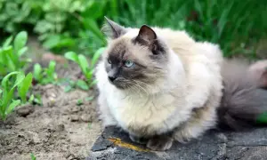 Puszysty kot balijski z niebieskimi oczami siedzi na ziemi wśród zieleni.