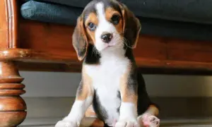 Beagle gubią sierść? Opanuj linienie i miej czysty dom!