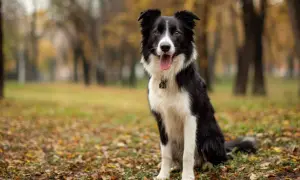 Piękny owczarek border collie siedzi w jesiennym parku, otoczony opadłymi liśćmi.