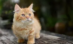 Pomarańczowy kot rasy Munchkin z krótkimi łapami siedzi na drewnianej powierzchni.