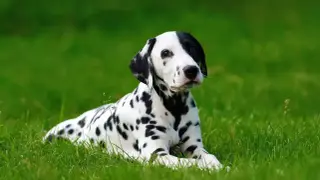 Uroczy dog o białej sierści w czarne cętki leży na zielonej trawie, wyglądając jak żywa plama.