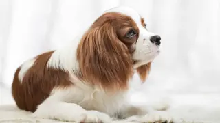 Uroczy piesek rasy Cavalier King Charles Spaniel, idealny pies dla dzieci, leży na jasnym tle, zapatrzony w dal.