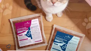 Kot patrzy na opakowania karmy Koci Catering. Dowiedz się, ile powinien jeść kot, wybierając lekkostrawne dania z indykiem lub wołowiną.