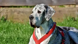 Wielki dog niemiecki w czerwonej uprzęży leży na trawie. Zastanawiasz się, ile kosztuje uśpienie psa?