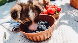 Szczeniak corgi wącha borówki w miseczce, zastanawiając się, czy pies może jeść borówki. Obok miska z truskawkami.