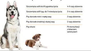 Tabela: ile powinien jeść szczeniak i dorosły pies. Podział na wiek i rasę, a także zalecenia dla psów chorych.