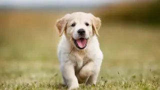 Szczeniak rasy retriever biegnie radośnie przez zieloną trawę, z otwartym pyszczkiem i wystawionym językiem.