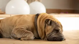 Śpiący pies rasy Shar Pei, idealny jako małe psy rasy do mieszkania, z charakterystycznymi fałdami na pyszczku.