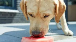 Złoty labrador z zaciekawieniem wącha kawałek arbuza. Czy pies może jeść arbuza? Ten psiak zdaje się odpowiadać twierdząco!