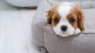 Uroczy szczeniak Cavalier King Charles Spaniel w legowisku. Jak oduczyć psa sikania w domu? Ten maluch potrzebuje cierpliwości i konsekwencji.