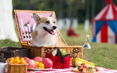 Radosny corgi w koszyku piknikowym, gotowy na dzień psa. W tle namiot cyrkowy i owoce.