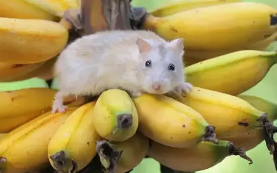 Mały, puszysty chomik siedzi na kiści bananów, zastanawiając się, czy chomiki mogą jeść banany.