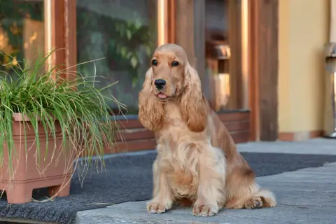 Cocker spaniel: włosy czy sierść? Prawda i pielęgnacja!