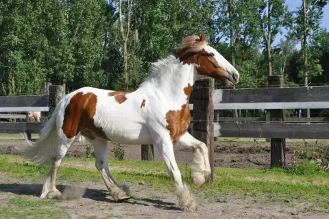 Piękny, łaciaty koń rasy Paint Horse w galopie. Jego biało-brązowa sierść i bujna grzywa świadczą o tym, że rasowy koń to inaczej.
