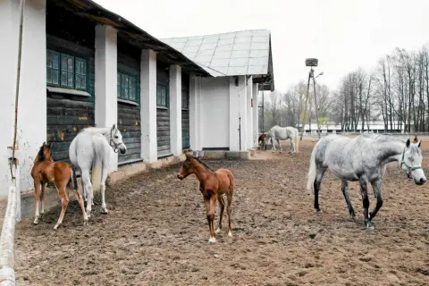 Największa stadnina koni w Polsce: Janów Podlaski czy Michałów?
