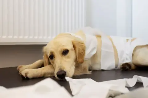 Smutny piesek owinięty bandażami, leżący na podłodze wśród porozrzucanych chusteczek. Wygląda, jakby pies wymiotował krwią.
