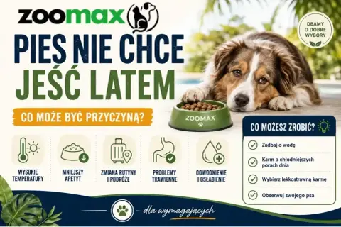 Pies nie chce jeść latem? Wysokie temperatury, mniejszy apetyt, problemy trawienne. Sprawdź, co możesz zrobić, by pomóc swojemu pupilowi.