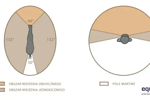 Ilustracja pokazuje, jak widzi koń: szerokie pole widzenia obuocznego (132° po bokach, 66° z przodu) i małe pole martwe z tyłu (30°).