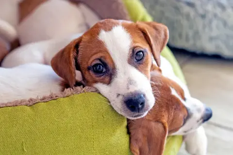 Słodkie szczenięta Jack Russell Terrier leżące w zielonym legowisku. Zastanawiasz się, ile kosztuje odrobaczenie psa?