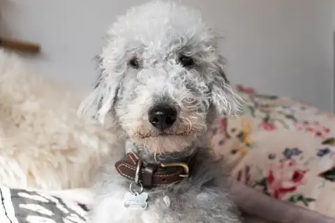 Uroczy pies rasy Bedlington Terrier z kręconą sierścią. Właściciele często zastanawiają się, ile żyje pies z padaczką, ale ten psiak wygląda na zdrowego i szczęśliwego.