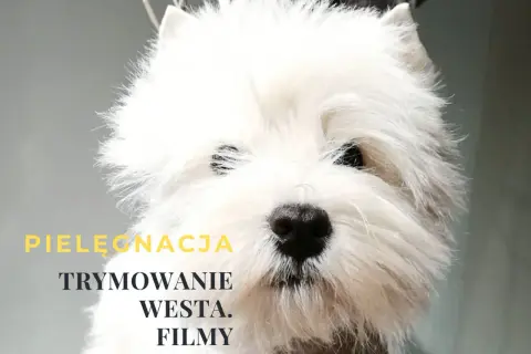 Westie: Czy linieje? Odkryj sekrety trymowania i czystego domu