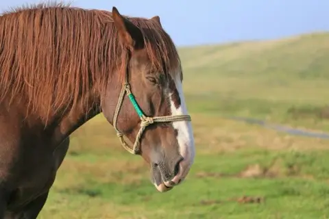 Jak śpi koń? Tajemnice snu REM i dobrostanu twojego wierzchowca.
