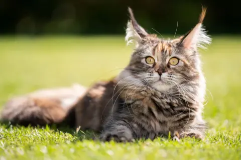 Majestatyczny maine coon, którego waga imponuje, leży na trawie.