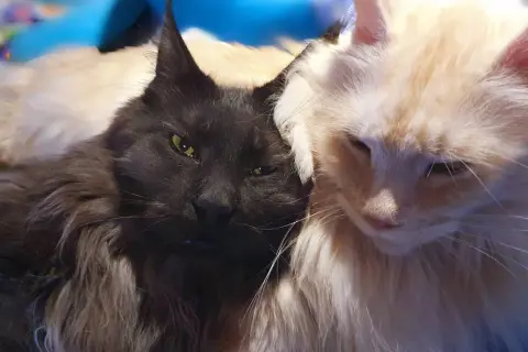 Dwa koty rasy maine coon, jeden czarny, drugi kremowy, przytulają się. Czarny maine coon najwiekszy, z zielonymi oczami, patrzy wprost.