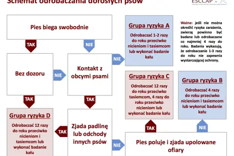 Schemat odrobaczania psów: jak często odrobaczać psa zależy od jego stylu życia. Pies wolno żyjący, mający kontakt z innymi psami lub zjadający padlinę, wymaga częstszego odrobaczania.