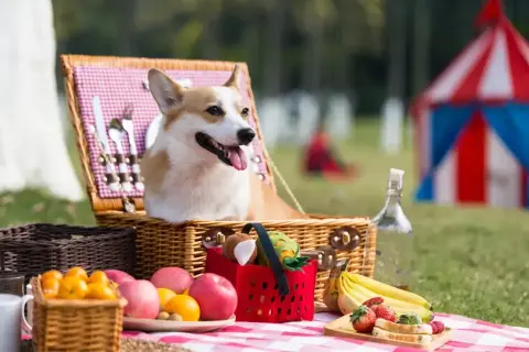Radosny corgi w koszyku piknikowym, gotowy na dzień psa. W tle namiot cyrkowy i owoce.