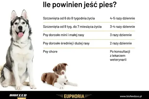 Ile razy dziennie karmić psa? Tabela podpowiada: szczenięta 4-5 razy, dorosłe psy 2-3 razy, chore po konsultacji z weterynarzem.