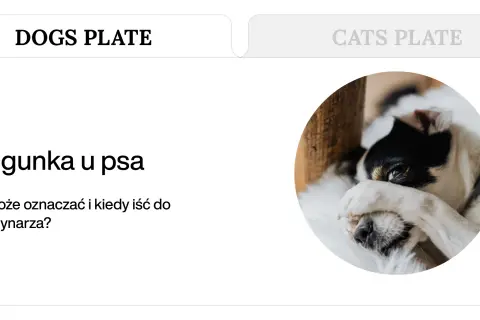 Chory piesek z zasłoniętymi oczami. Artykuł o biegunce u psa i kiedy należy udać się do weterynarza.