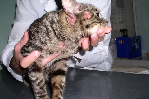 Kot z zaczerwienionymi uszami i łysymi plamami na głowie, które mogą być objawami alergii na kota.