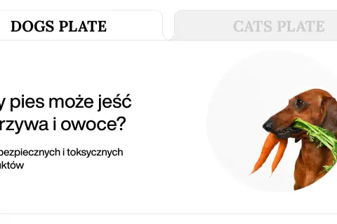 Jamnik z marchewką w pysku. Dowiedz się, jakie warzywa może jeść pies, by był zdrowy.